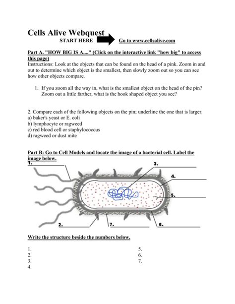 cells webquest answer key|cells alive webquest answers.